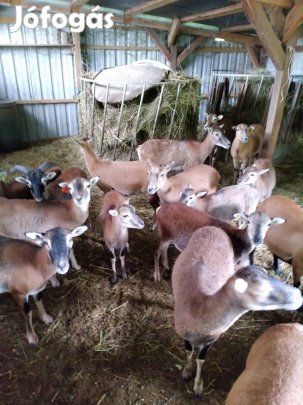 Elado Kameruni baranyok