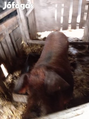 Eladó Kan disznó