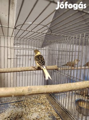 Eladó Kanári madár 