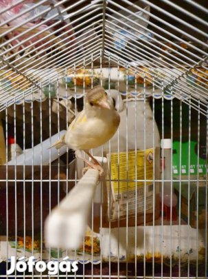Eladó Kanárik