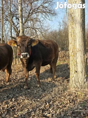 Eladó Kárpáti borzderes üszők
