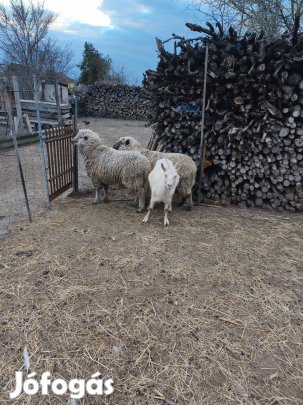 Eladó Kecske