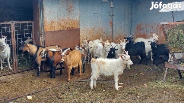Eladó Kecske Kecskegida vágnivaló kecske Gida