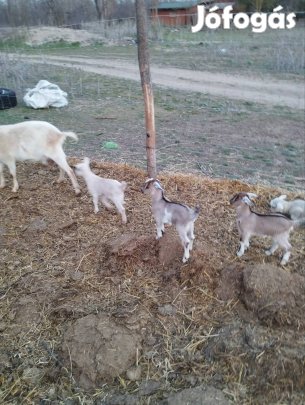 Eladó Kecskék 