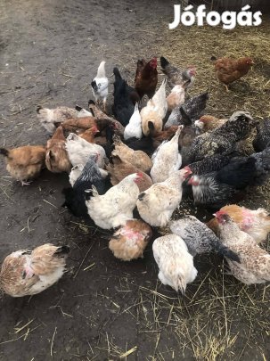 Elado Keltetni való tojások 