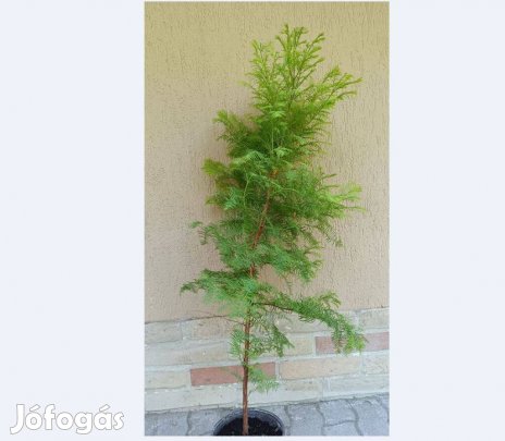 Eladó Kínai mamutfenyő!