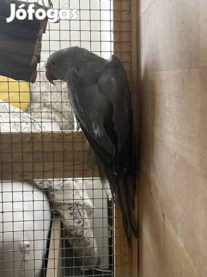 Elado Kis sándor papagáj