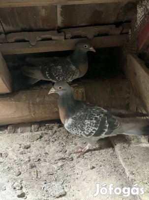 Eladó Kóbúrgi pacsirta