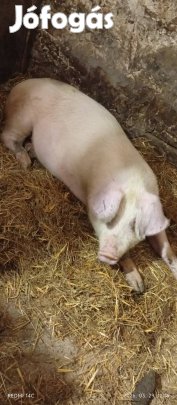 Eladó Kocának valo!