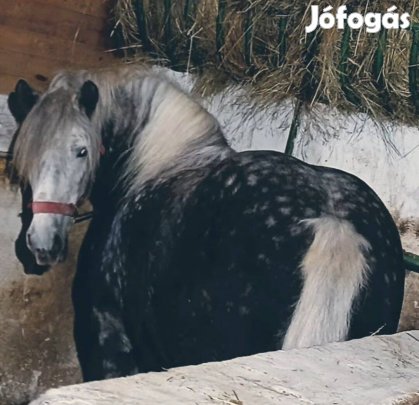 Eladó Kormosderes Lovak!