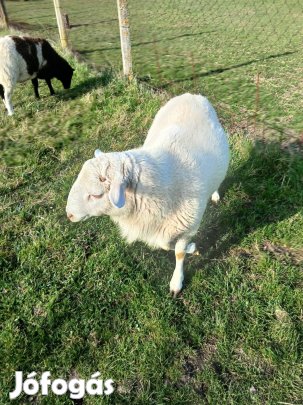 Eladó Kos Bárányok