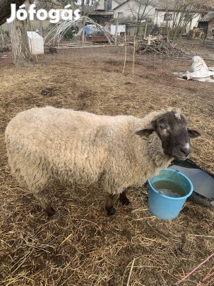 Eladó Kos birka!