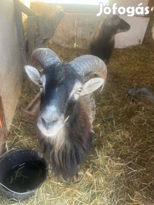 Eladó Kos muflon