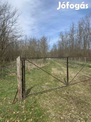 Eladó Külterületi telek erdővel.