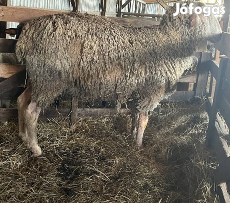 Eladó Landschaf Merinó Tenyész Kos 