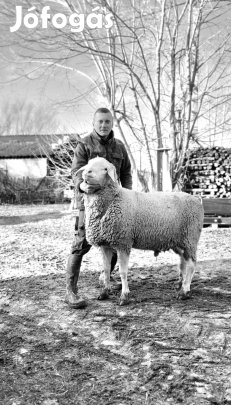 Eladó Landschaf merinó tenyész kosok , jerkék