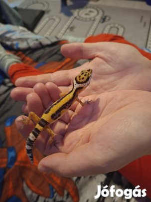 Eladó Leopárd gekkó