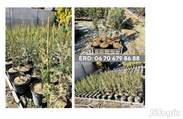Eladó Leylandi Ciprus 3 különböző méretben