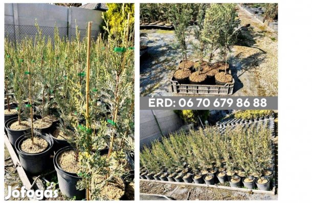Eladó Leylandi Ciprus 3 különböző méretben