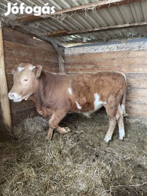 Eladó MT bikaborjú