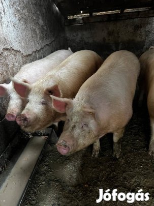 Eladó Magyar Nagyfehér hízók