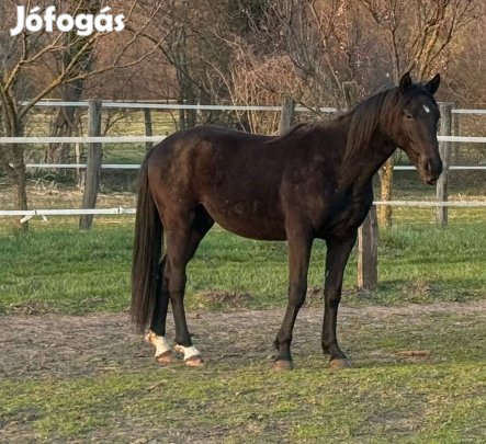 Eladó Magyar Sportfélvér