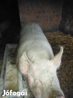 Eladó Magyar lapály koca (berakva)