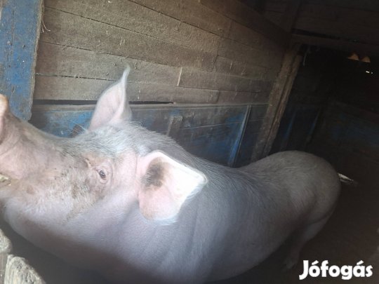 Eladó Magyar nagyfehér sertés! 
