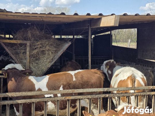 Elado Magyartarka 10 DB.Borjuk 300kg osak.