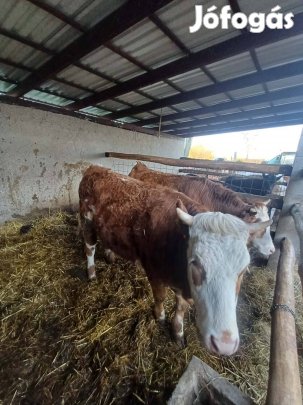 Eladó Magyartarka x Limousin üszők! 