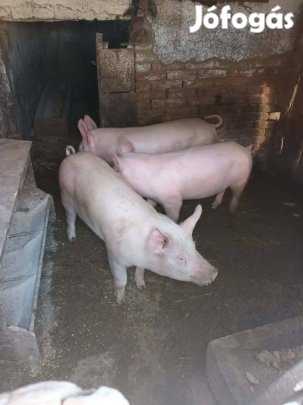 Eladó Malacok Berkesden 