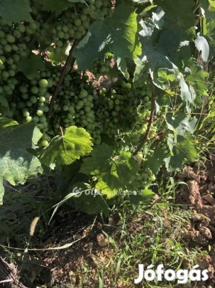 Eladó Mezőgazdasági, Mád