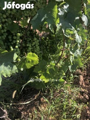 Eladó Mezőgazdasági, Mád