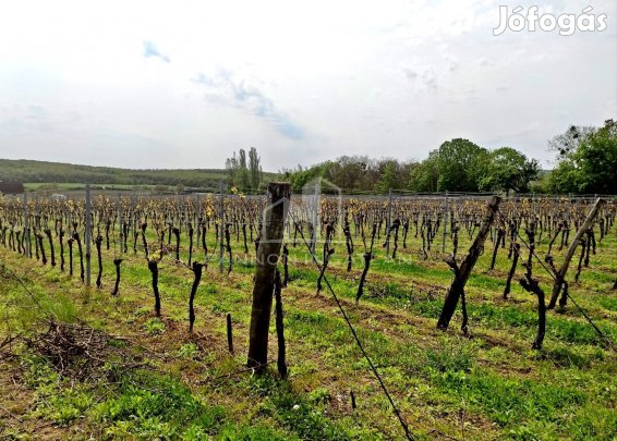 Eladó Mezőgazdasági, Pécsely 75.000.000 Ft