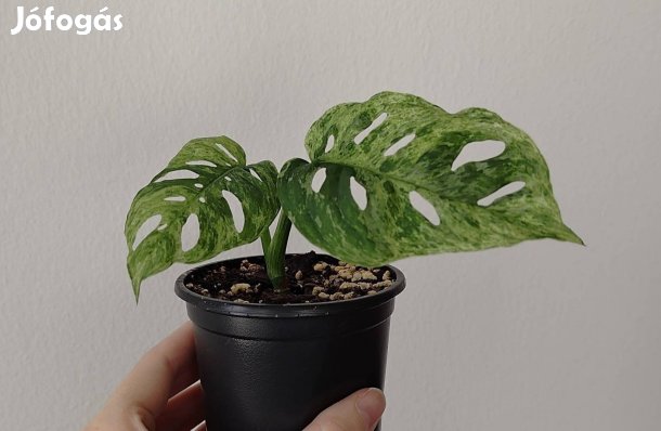 Eladó Monstera Adansonii ssp. Laniata 'Frozen freckles'