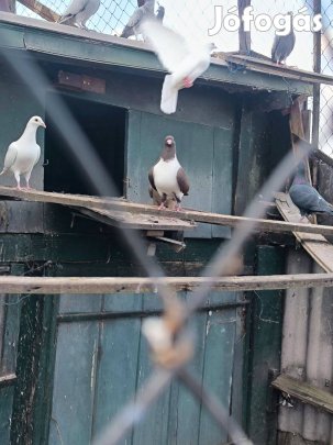 Eladó Morva strasszer galambok