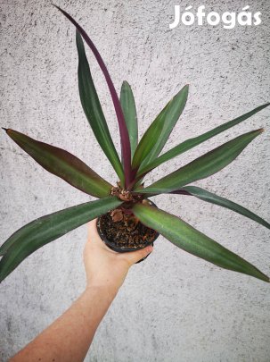 Eladó Mózes bölcsője landzsalevél