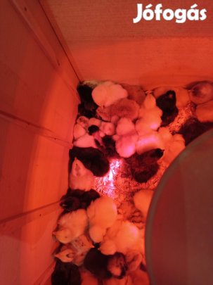 Eladó Nagytarcsán napos csirke, csibe, csirkék. 