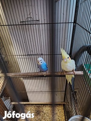 Eladó Nimfa papagáj 