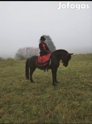 Eladó Nóniusz, Haflingi félvér