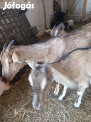 Eladó Núbiai-szánentáli gödölyék/csere anyakecskére 