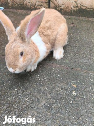 Eladó Nyul,vegyes