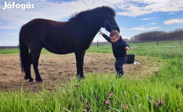 Eladó Póni ló