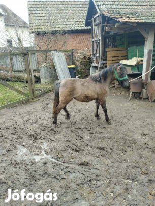 Eladó Pónicsikó