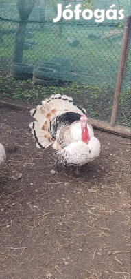 Eladó Pulyka