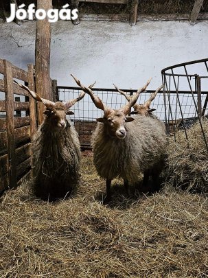 Eladó Racka kosok vágásra