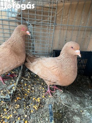 Elado Romai galambok