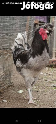 Elado Sanjak kakas Lentiben! 