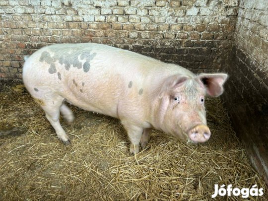 Eladó Sertés