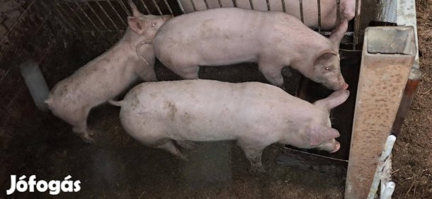 Eladó Sertés 